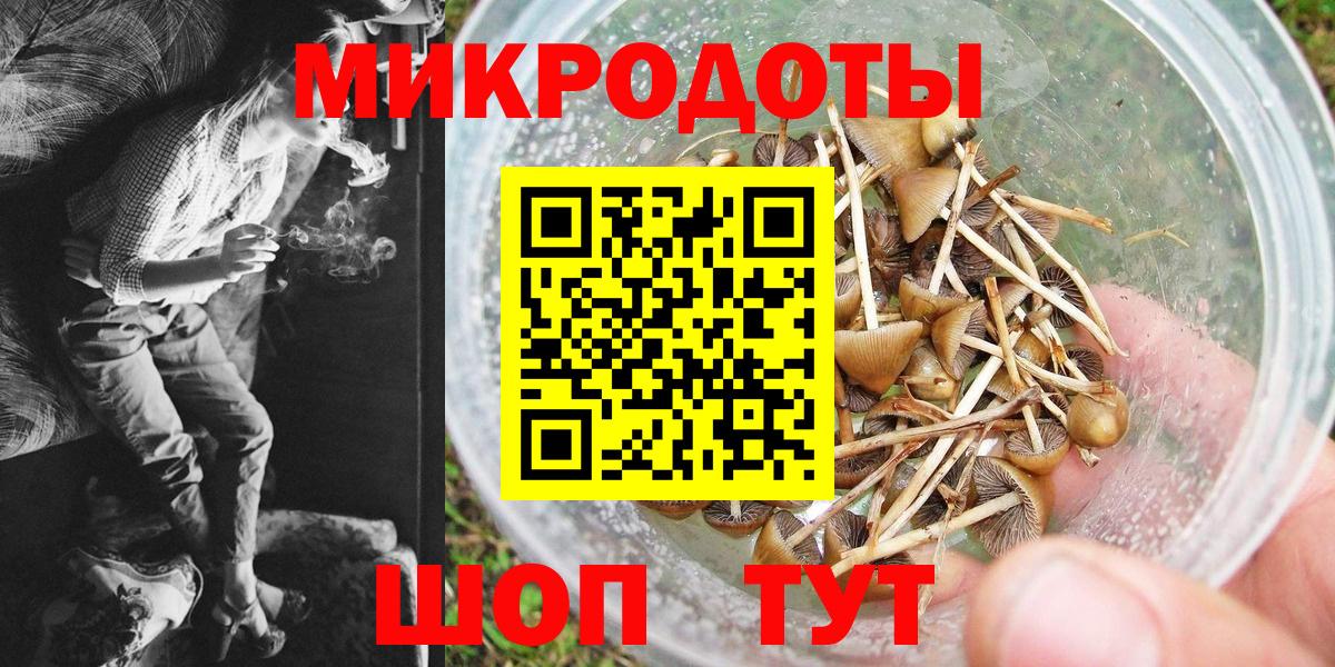 Псилоцибиновые грибы Psilocybe Долгопрудный