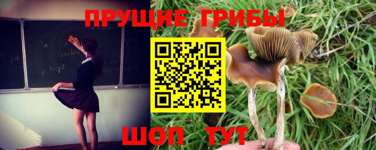 Псилоцибиновые грибы Psilocybe  Галлюциногенные грибы мицелий  Долгопрудный  как найти закладки  Вход с VPN 